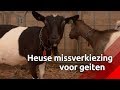 't Buske kwam in een heuse Missverkiezing voor geiten terecht!