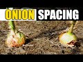 Proper Onion Spacing - Garden Quickie Episode 94