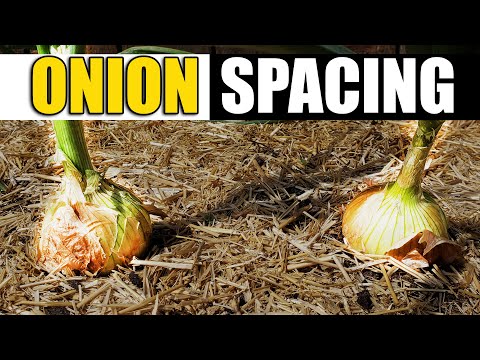 How To Grow An Onion From An Onion Bottom 2019