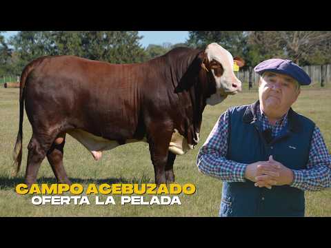 LOS CONTROLADOS DE PELADA - EDUARDO SAINT MARTIN