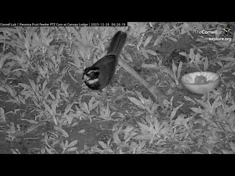 Pair of Orange-billed Sparrows           06 26 00 12 26 23