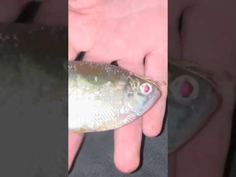 A LA BOCA DEL DORADO ‼️pesca y cocina (ya está video completo) #pesca #fishing #youtubeshorts