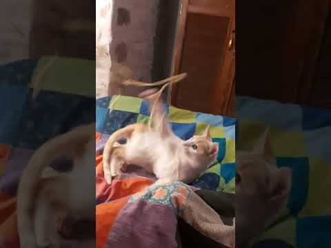 playful cat #community #animallover