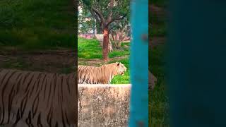 Download lagu #live #hijab mp3 Download lagu #live #hijab mp3