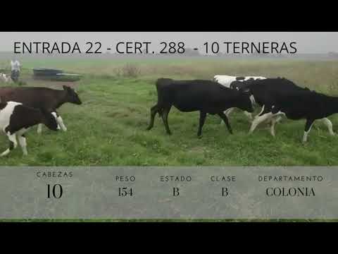 Lote 10 Terneras 6HO,  4KW 154kg -  en RUTA 11, KM 20