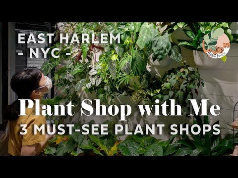 NYC Must-See Plant Shops Tour - NYC Plant Shopping Guide | Rare Plant Haul