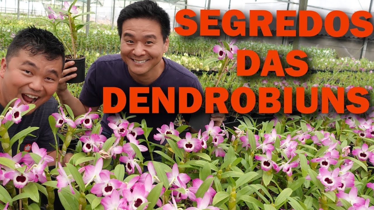 Como cuidar das orquídeas Dendrobium