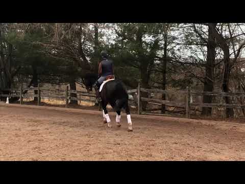 **For Sale** Tailwinds