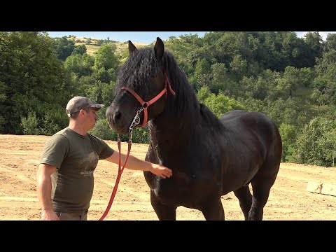 Caii lui Alex de la Lita, Cluj - 2021 Nou!!!