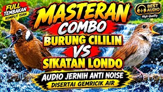 Download lagu Masteran Combo Cililin vs Sikatan Londo audio super jernih kualitas HD, mudah masuk dan diinga mp3