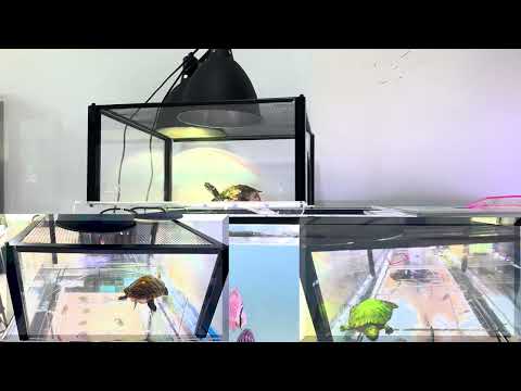 Turtle Topper Basking Platform for Aquatic Turtles 40 Breeder 75 Gallon