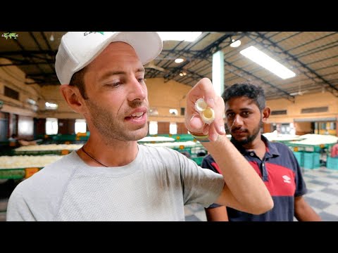 , title : '🐛 The LARGEST Silk Cocoon Market in ALL of ASIA | Solo Travel India | Karnataka Vlog (Ep. 71)'