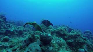 Engage in Nature, get closer with SCUBA