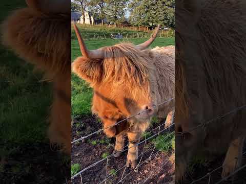 Though nobody requested it, here is a _new_ song of the Scottish - Battlefield-Band. The guitar-player Alistair Russell told me the