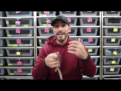 YouTube video about: How often do you change a snakes bedding?
