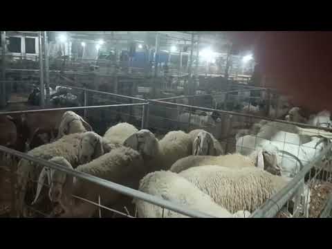 VEJAM A EXPOSIÇÃO BODE DE OURO EM JUCAS CEARÁ HOJE 31.10.2025