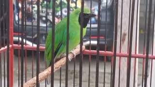 Download lagu Cucak ijo isian Pelatuk bawang dan tengkek buto ngerol Panjang mp3 Download lagu Cucak ijo isian Pelatuk bawang dan tengkek buto ngerol Panjang mp3