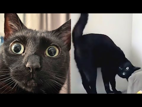 Black Cat Is Obsessed With Scaring Mom ????