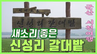 신성리 갈대밭 - 서천 군산 여행 추천 장소 봄 여름 가을 갈대밭과 금강이 아름다운 꼭 가볼만한 곳, 힐링여행, 슬로우시티, 신성리갈대밭 자연 여행, 충남, 전북 걷기, 자전거