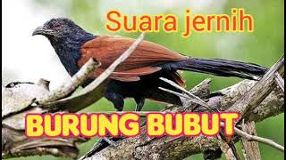 Download lagu Suara pikat burung BUBUT minyaknya yang punya banyak manfaat mp3