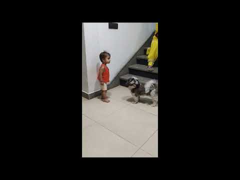 Cute Baby playing with little dog#youtubeshorts | #Hitakshi | #Mishti