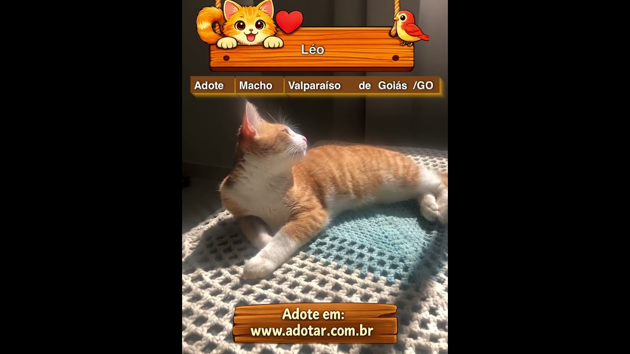 Gato raça SRD-ViraLata idade 1 ano nome Léo 
