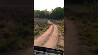 preview picture of video 'ARVIND GOP GUIDE kanha national park 8719067355(5)'