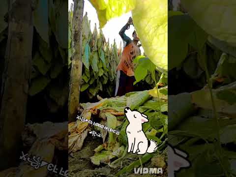 TIERRA BENDITA DE SAN JOSÉ LA MÁQUINA