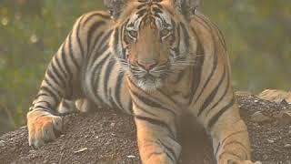 preview picture of video 'Future King of Tadoba'
