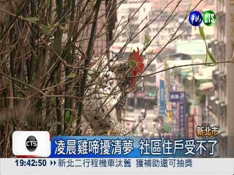 凌晨雞啼擾清夢 飼主被罰3千