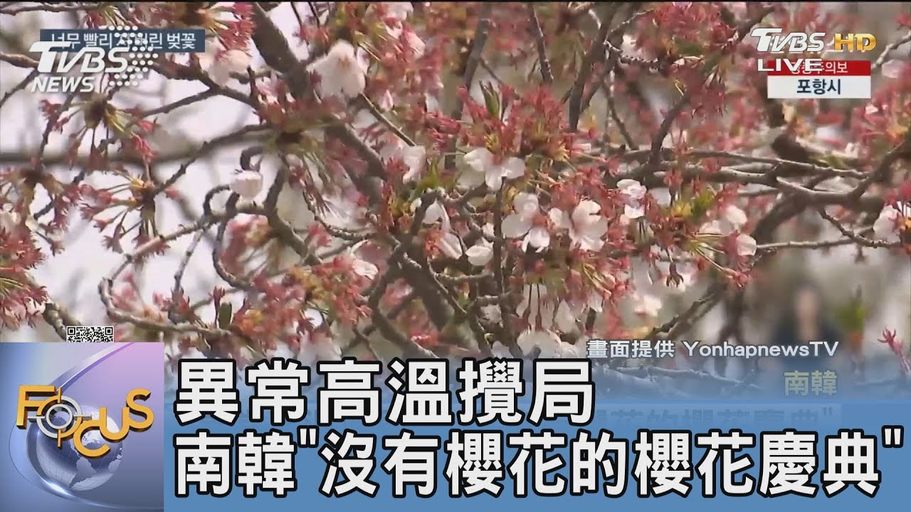 異常高溫攪局 南韓「沒有櫻花的櫻花慶典」
