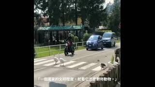 [問卦] 把別人寵物鴨弄死罰20萬？？？