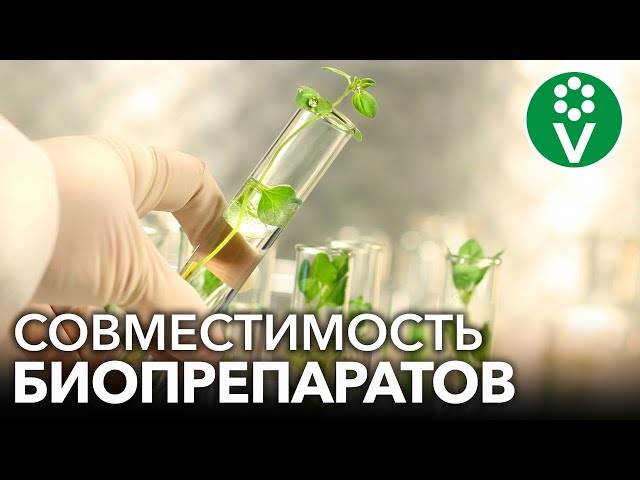 Можно ли смешивать разные БИОПРЕПАРАТЫ? Сенная палочка, триходерма, метаризиум, боверия