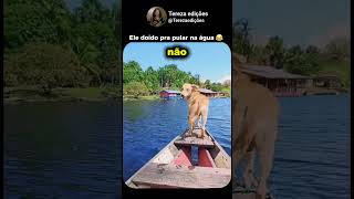 Ele é ansioso demais 😂 #edit #humor #memes #fyp #animals
