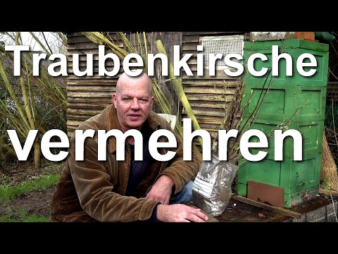Beste Bienenweide im April: Europäische Traubenkirsche vermehren Prunus padus