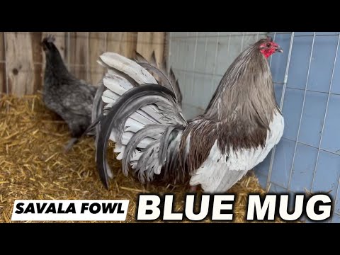 RK Blue Mug Hennie SAVALA FOWL Beautiful Birds