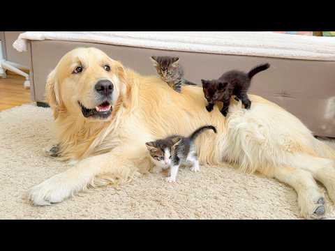 YouTube 썸네일