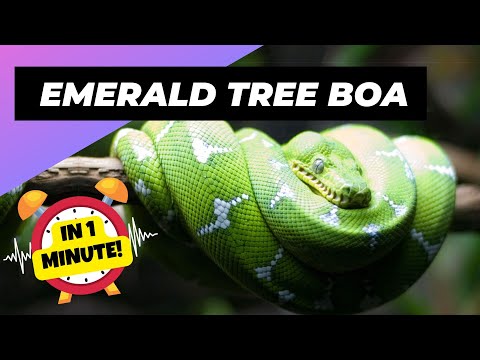 Emerald Tree Boa - In 1 Minute! 🐍 One Of The Most Beautiful Snakes In The World