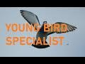 YOUNG BIRD SPECIALIST 1