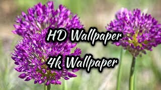 HD Wallpaper 4K Wallpaper
