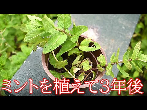 ペパーミント 植物