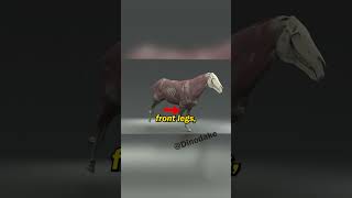 Why do they shot horses with broken legs ?😭 #shorts #facts