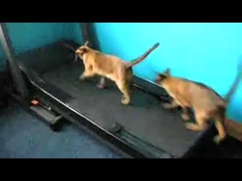 Supercats  Episode 1 — The Funniest Cat Video!