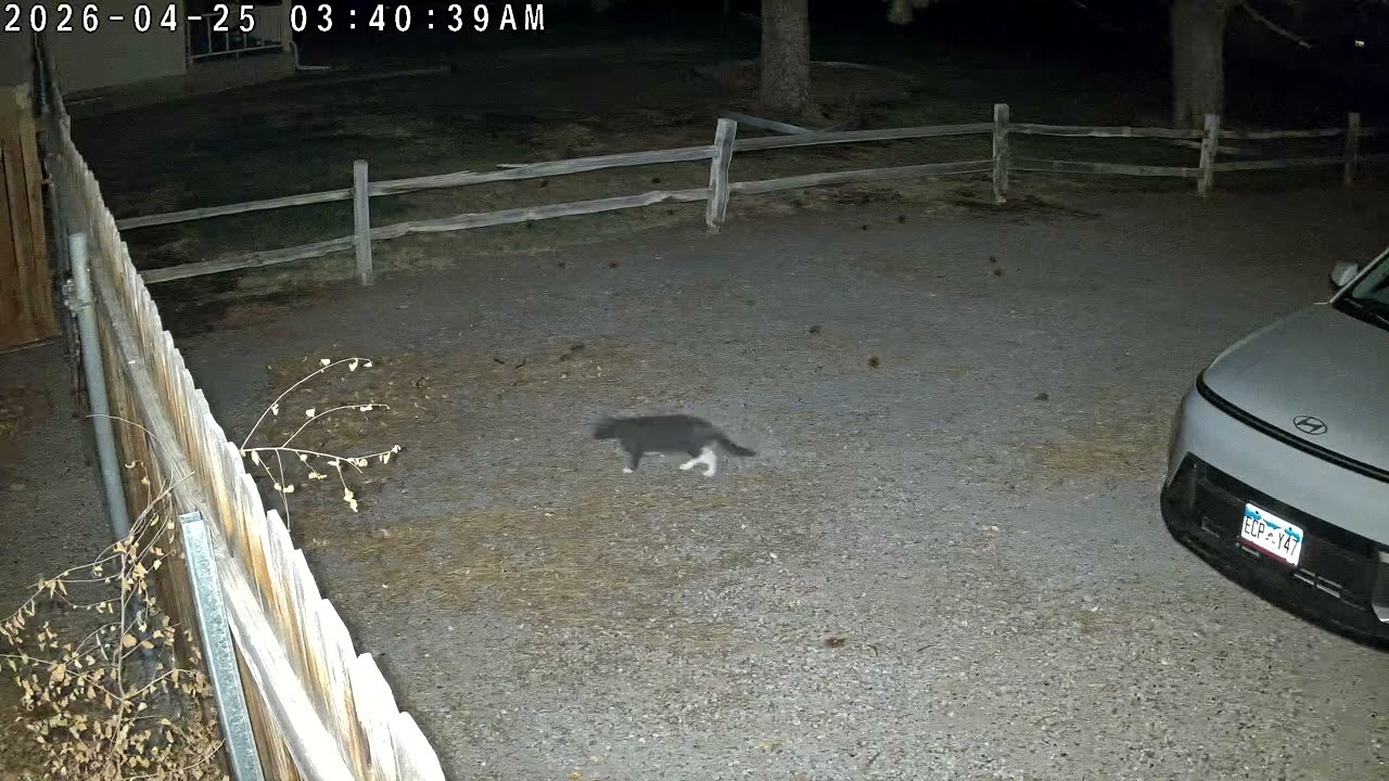 TP-Link Tapo C675D pan/tilt lens - Cat walking at night - YouTube