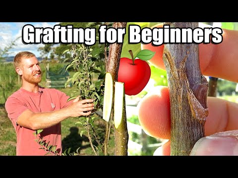 Learn How To Graft: Apple Tree Grafting For Beginners