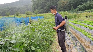서리태콩 노린재약 3번째 주었습니다. 2~3번은 꼭 주셔야 수확합니다.