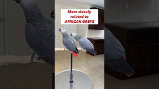Senegal Parrot � Mini African Grey #funfacts #birds