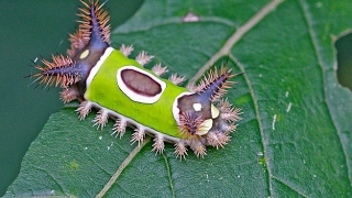 Documentary Films: The Strangest Animals in the World in Australia National Geographic Documentary