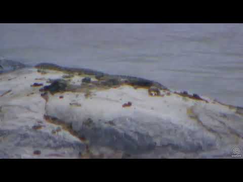 Nile Monitor and Egyptian Goose at Africa Animals cam. 06 November 2017