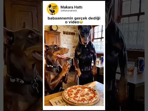 köpekler böyle dans edemez